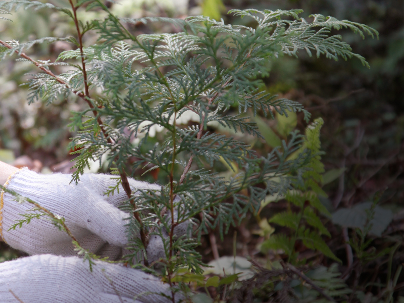 植える