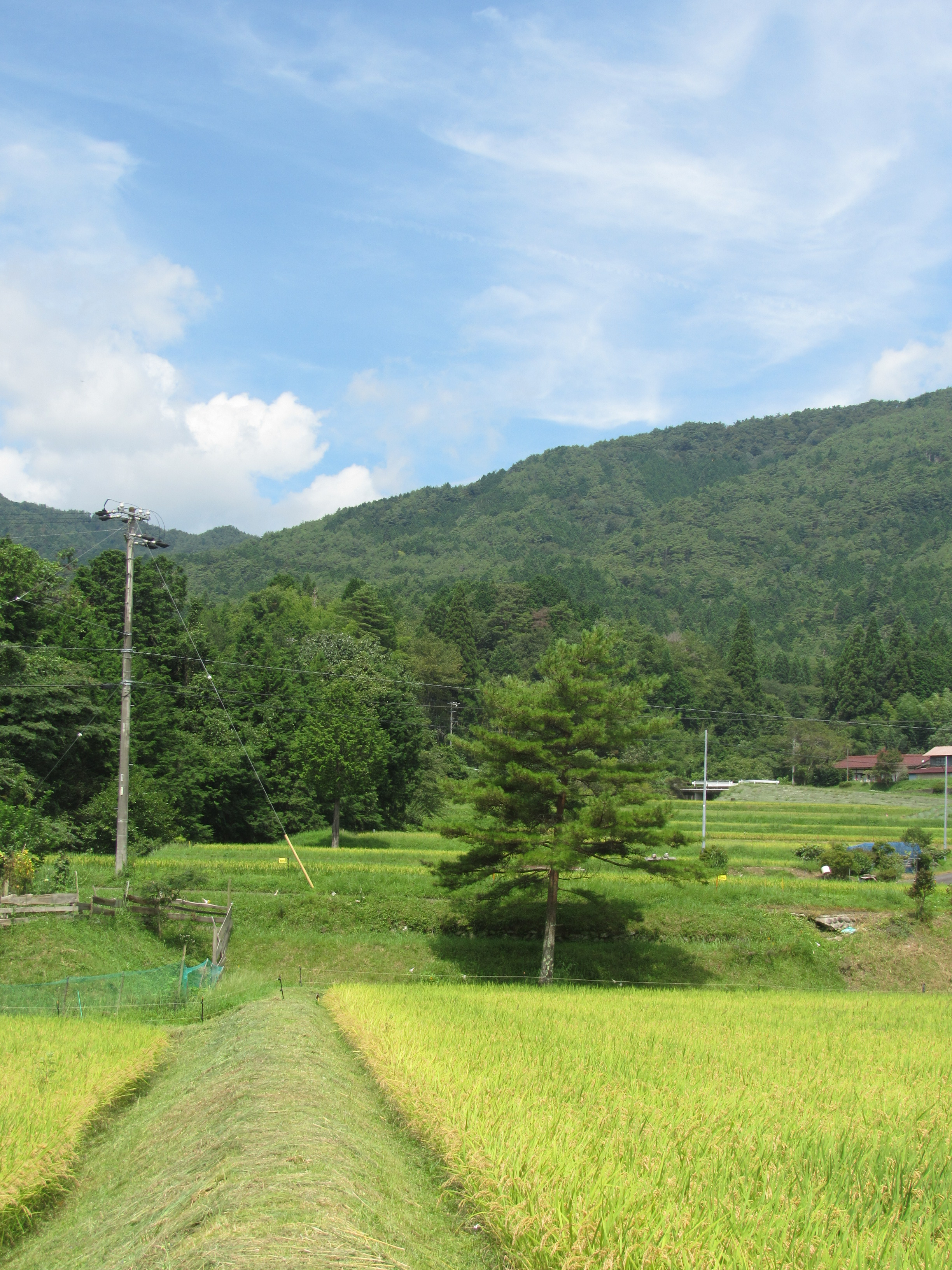 東白川村の田んぼ風景